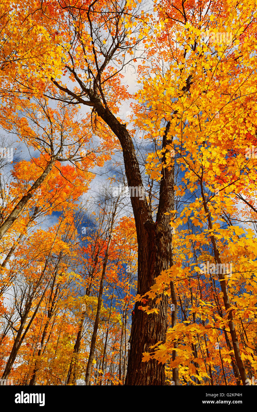 Zucker-Ahorn Wald im Herbst Fairbank Provincial Park Ontario Kanada ...