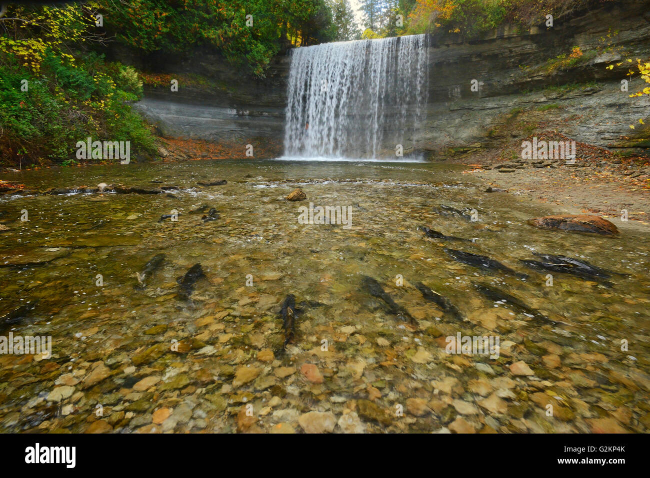 Lachs laichen. Kagawong River bei Bridal Veil Falls in Kagawong.  Manitoulin Island Ontario Kanada Stockfoto