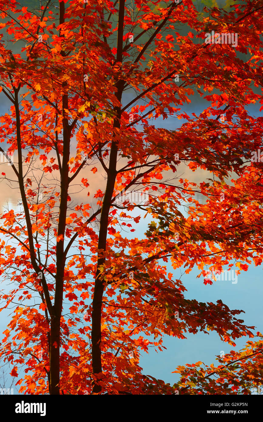 Zucker-Ahorn-Baum auf heutigen Dorset Lake Ontario Kanada ...