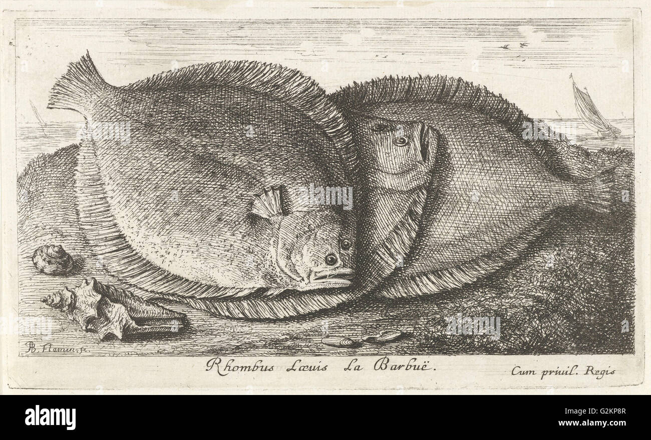 Drei Fische am Strand, Brill, Scophthalmus Rhombus, eine Art der Plattfische in der Steinbutt-Familie Stockfoto