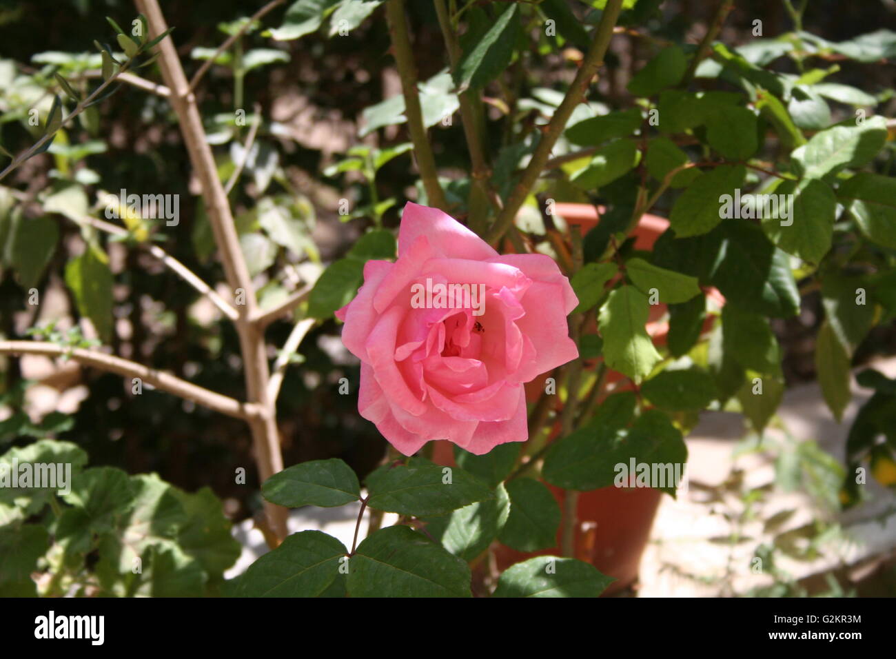 Rosa Rose auf einem Busch Stockfoto