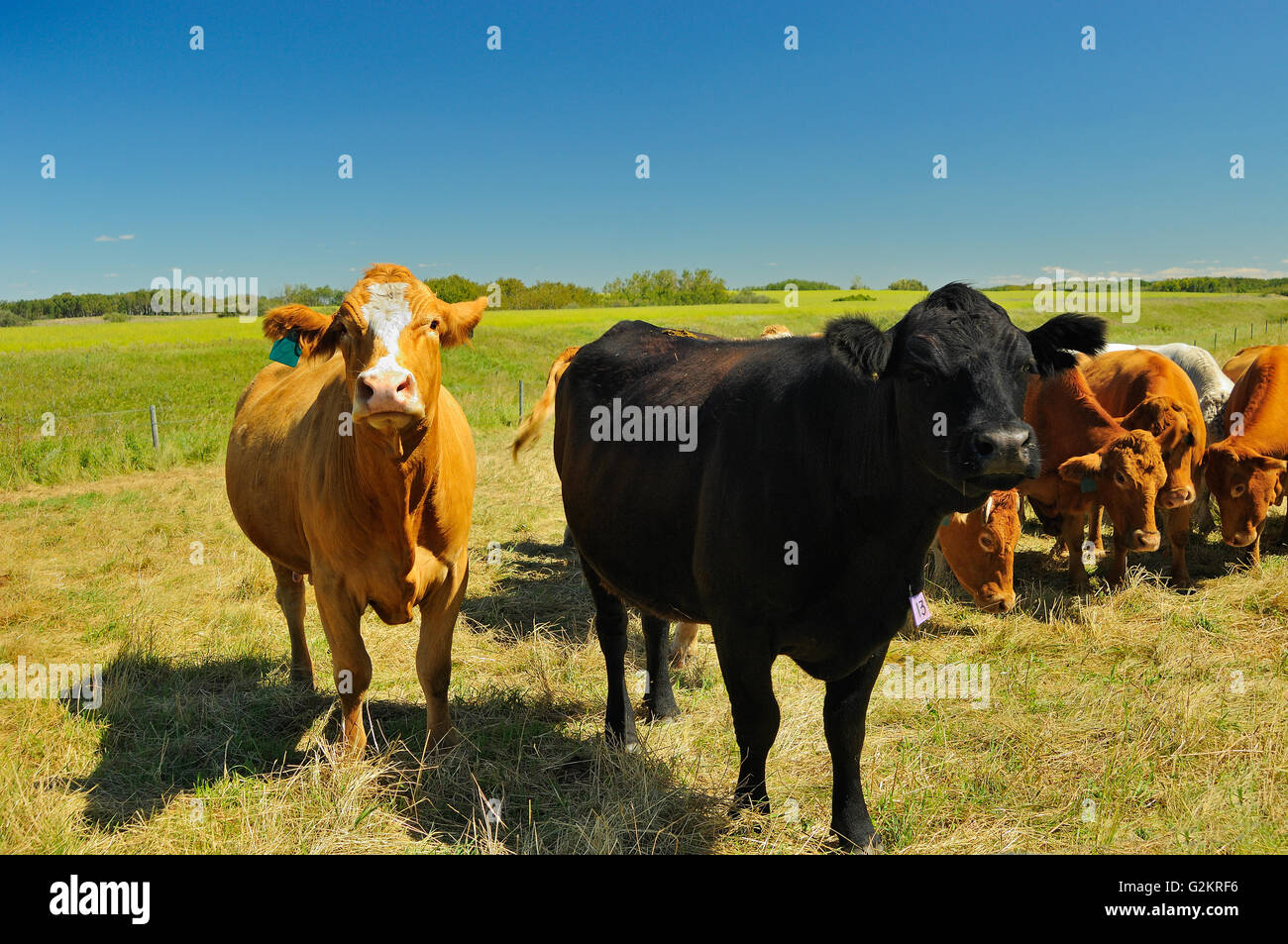 Rinder (Herefords) und Black Angus in Weide Fairlight Saskatchewan Kanada Stockfoto