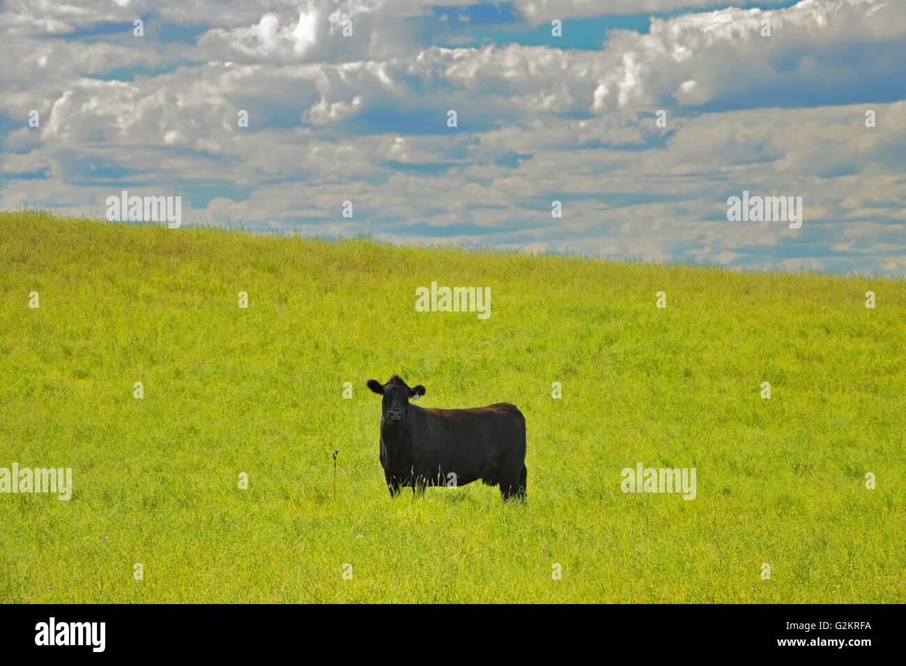 Rinder - Black Angus Rosenhof Saskatchewan Kanada Stockfoto