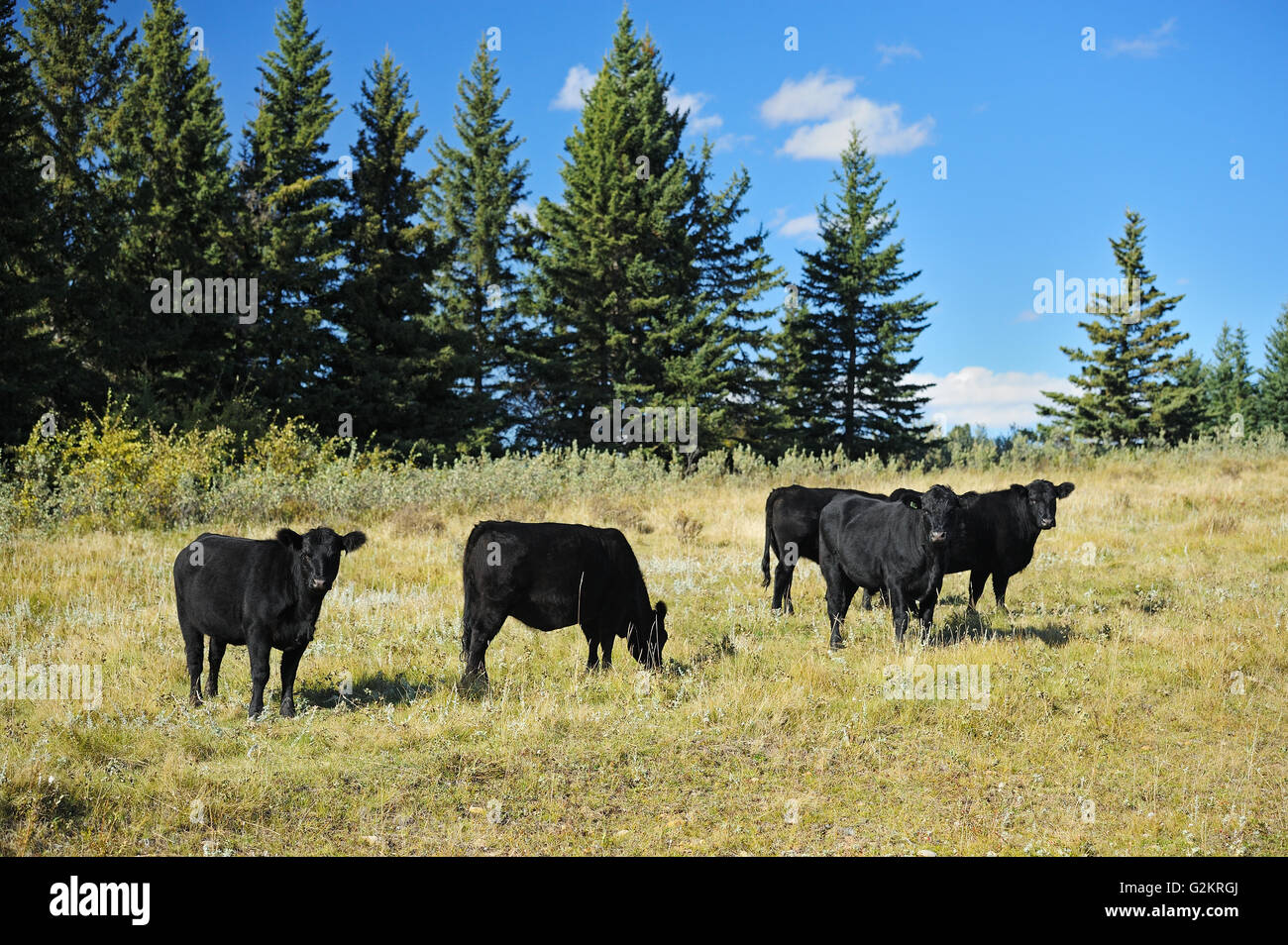 Rinder. Black Angus Fort Walsh Saskatchewan Kanada Stockfoto