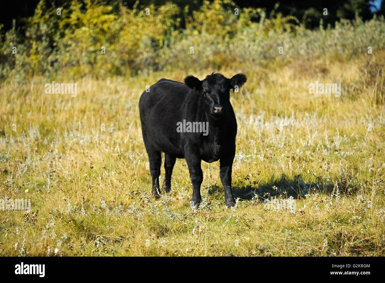 Rinder, Black Angus Fort Walsh Saskatchewan Kanada Stockfoto