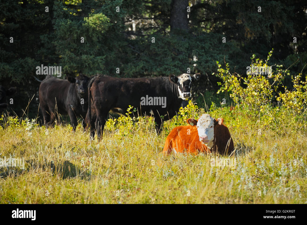 Rinder, Hereford und Black Angus Fort Walsh Saskatchewan Kanada Stockfoto