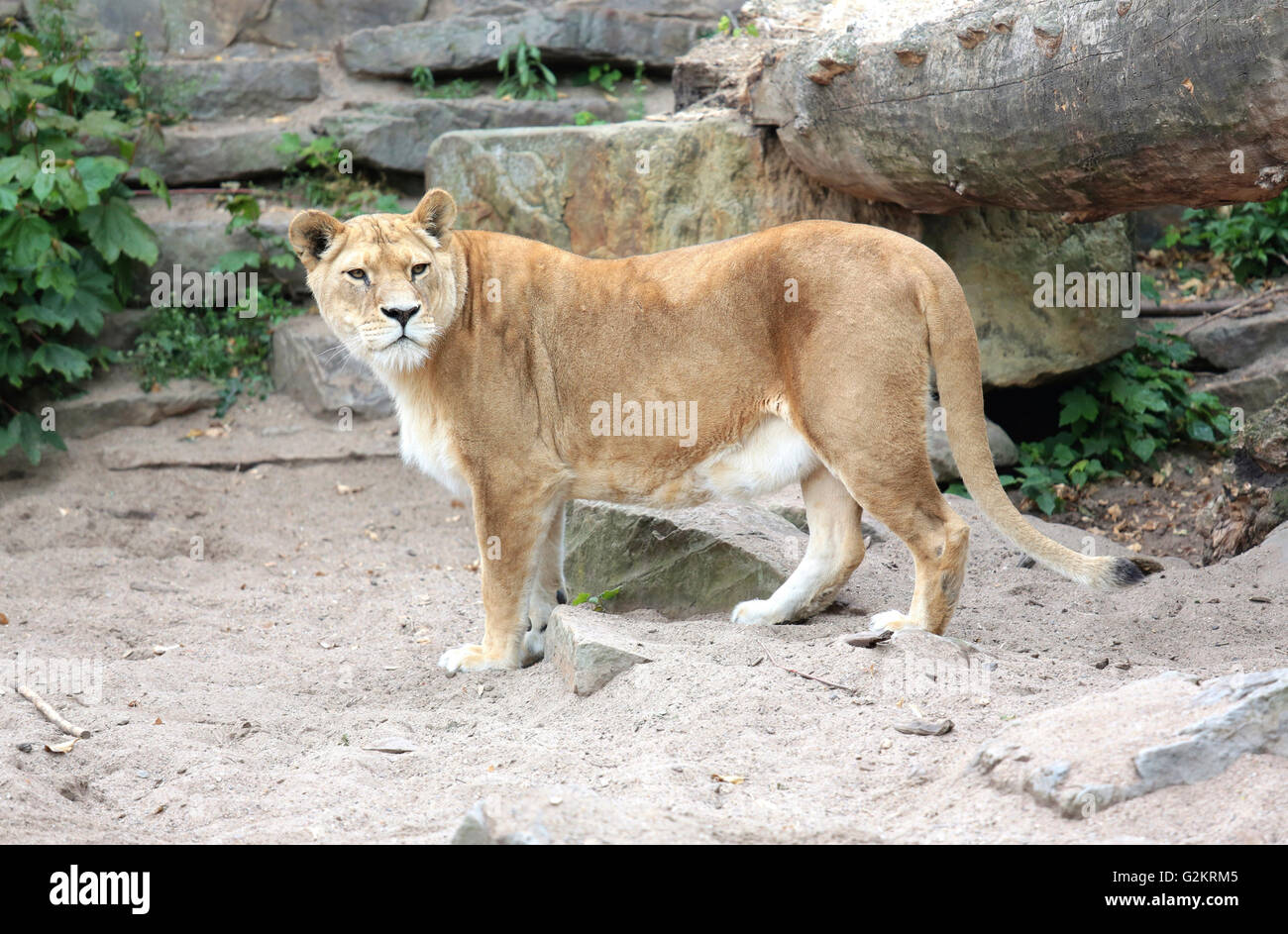 Eine Löwin im Artis Zoo in Amsterdam Stockfoto