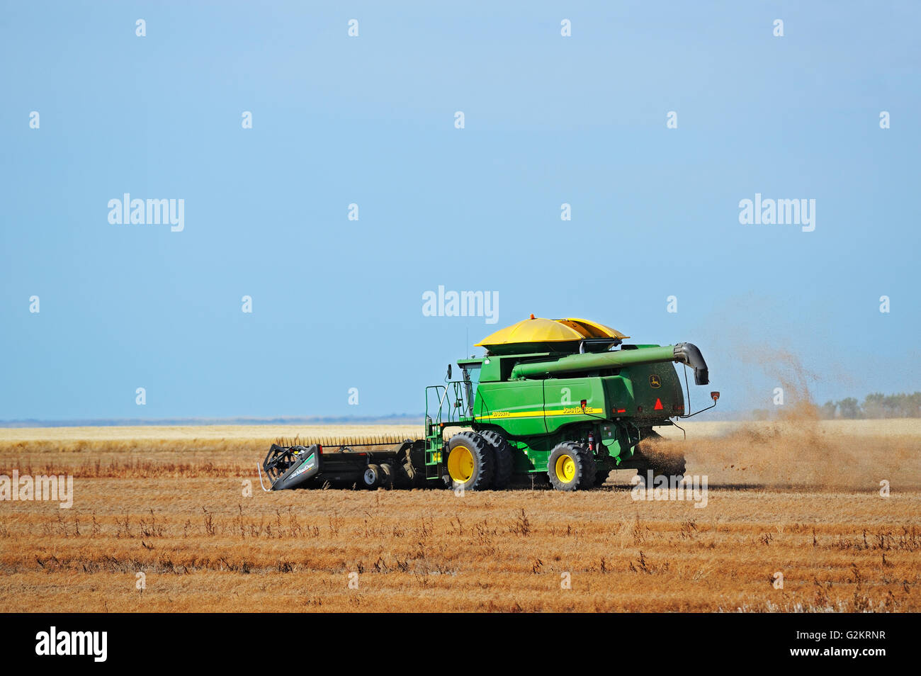 Linsen-Ernte. Kombinieren und Korn Lagerplätze Land Saskatchewan Kanada Stockfoto