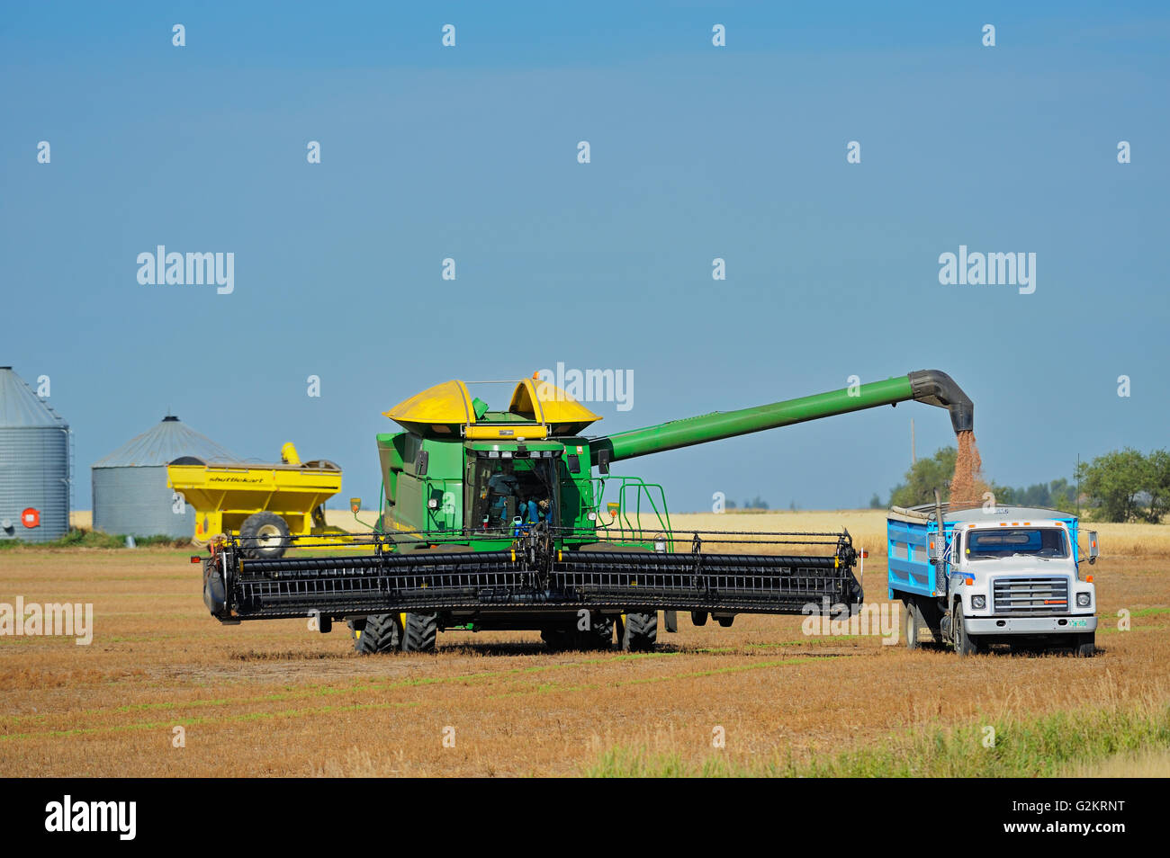 Linsen-Ernte. Kombinieren und auf dem Bauernhof LKW Land Saskatchewan Kanada Stockfoto