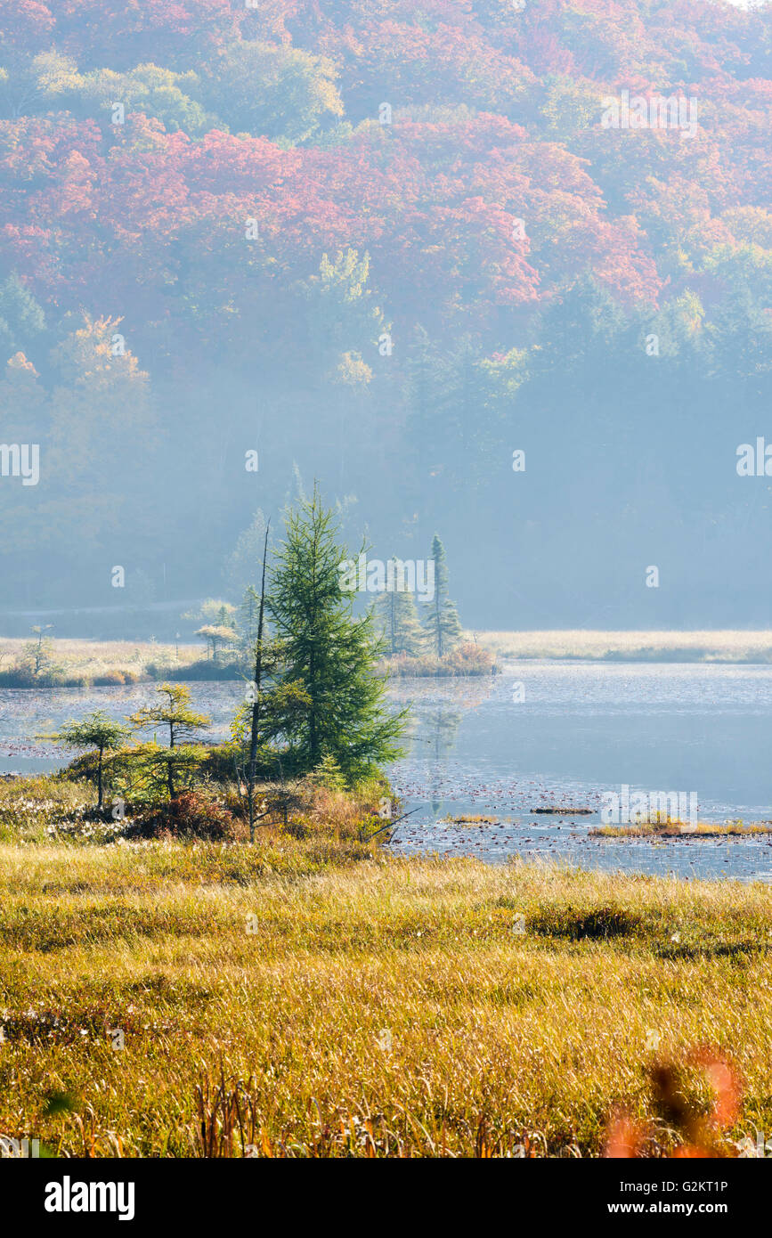 Nebligen Herbstmorgen im Feuchtgebiet, in der Nähe von Dorset, Ontario, Kanada Stockfoto