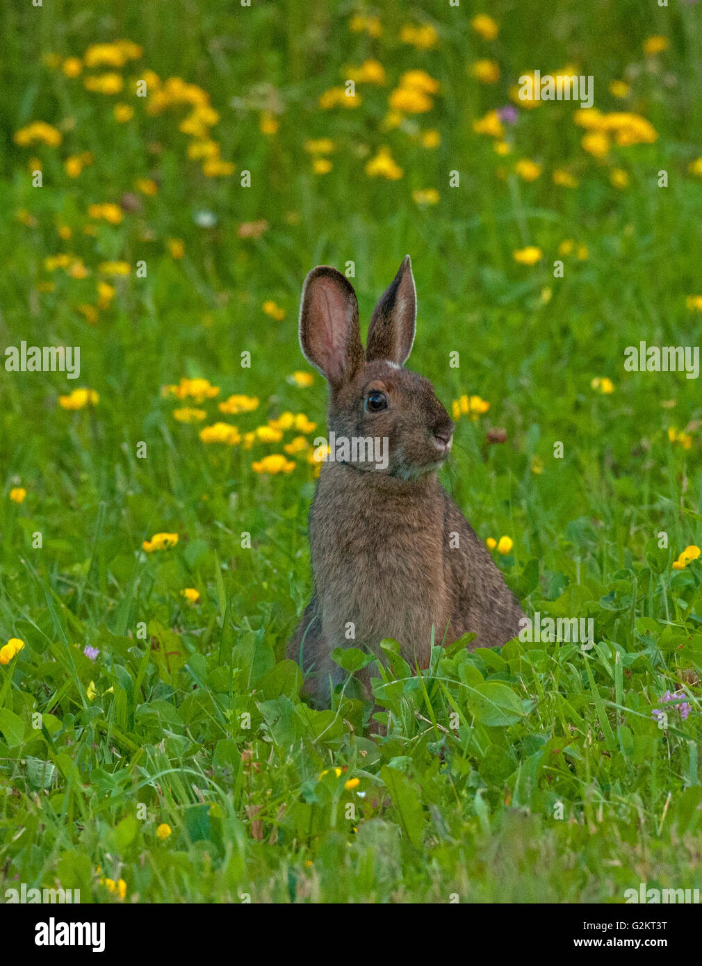 Schneeschuh-Hasen oder Varying Hase stehend im Sommer Gräser (Lepus Americanus), im Sommermantel, in der Nähe von Lake Superior, Kanada Stockfoto