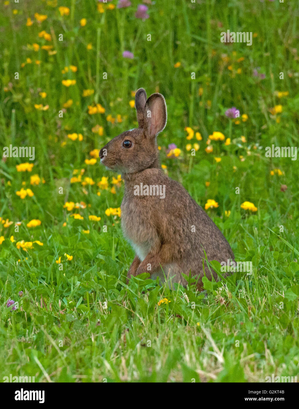Schneeschuh-Hasen oder Varying Hase stehend im Sommer Gräser (Lepus Americanus), im Sommermantel, in der Nähe von Lake Superior, Kanada Stockfoto