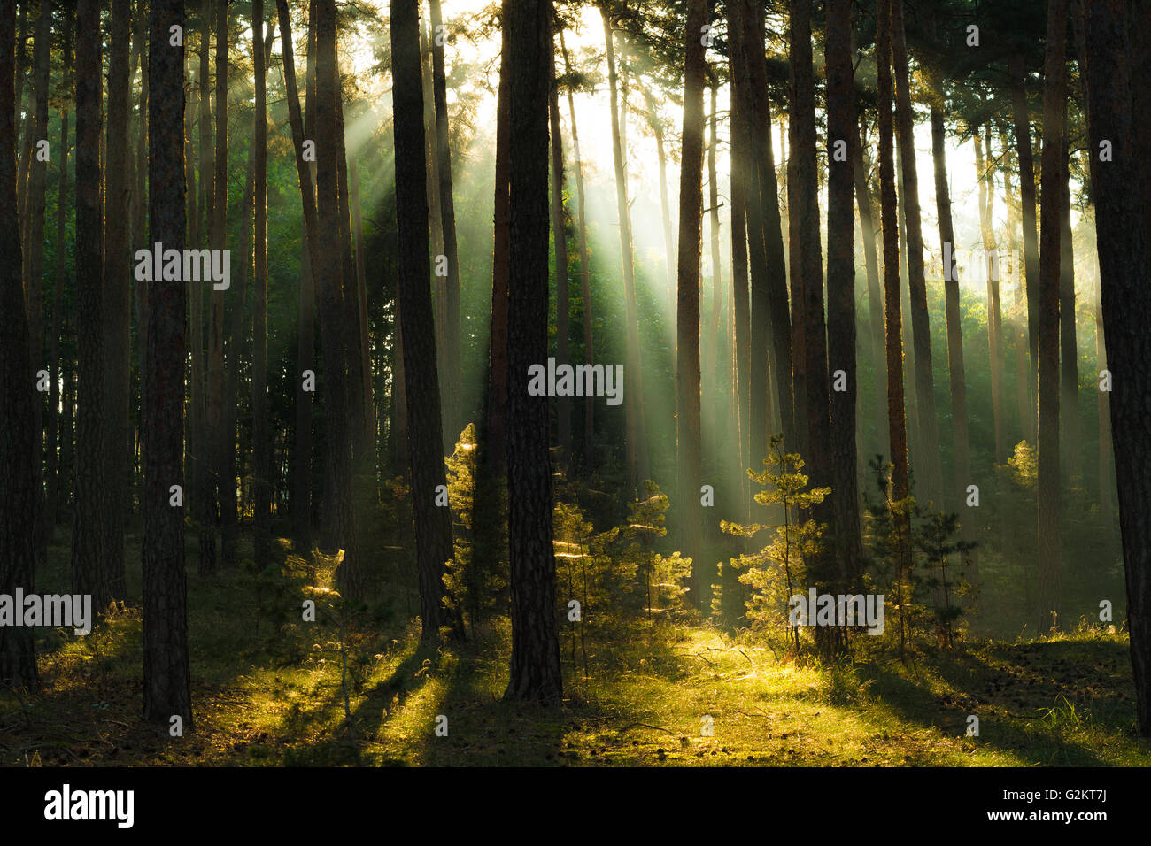 Sumbeams in einem Kiefernwald, Harz in Deutschland Stockfoto