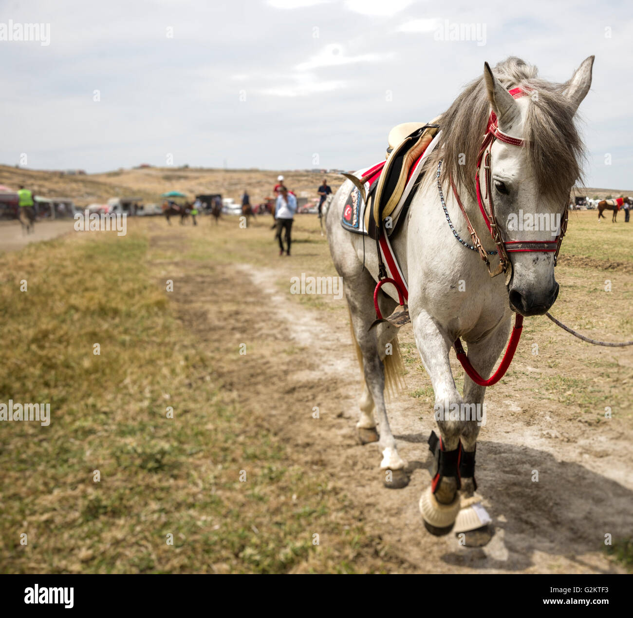 Weißes Pferd in einem Rennen-Kurs, Wettbewerb warten. Stockfoto