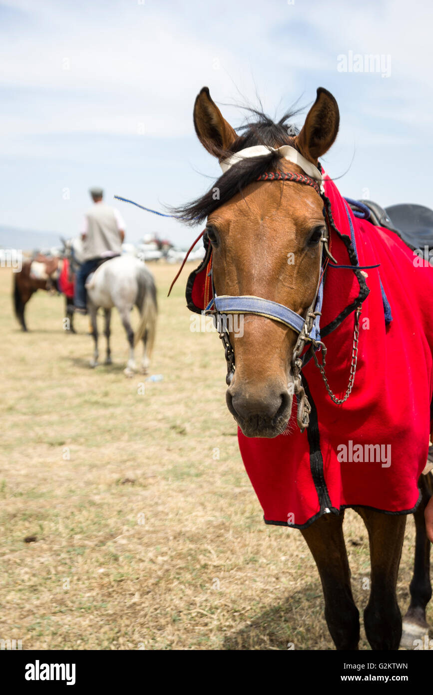 Braune Pferd in einem Rennen-Kurs, Wettbewerb warten. Stockfoto