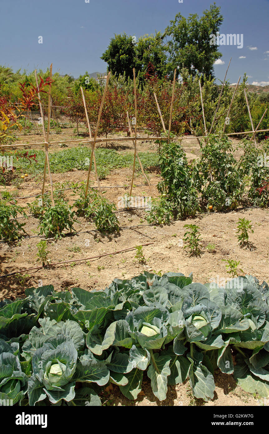 Obstgarten in der Sierra de Mijas, Alhaurin el Grande, Malaga Provinz, Region von Andalusien, Spanien, Europa, Stockfoto