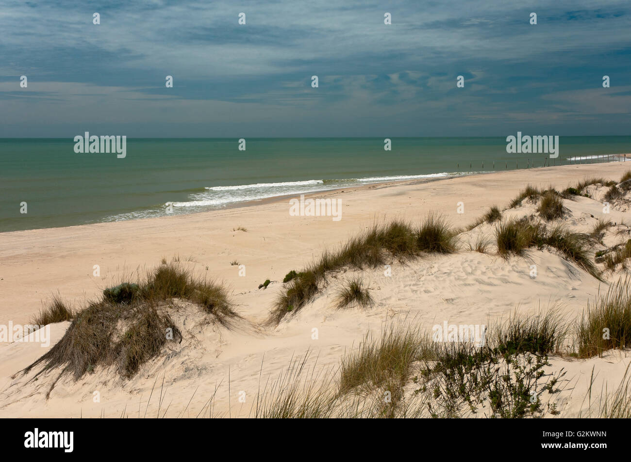 Dünen und Naturstrand, Nationalpark Doñana, Almonte, Huelva Provinz, Region von Andalusien, Spanien, Europa Stockfoto