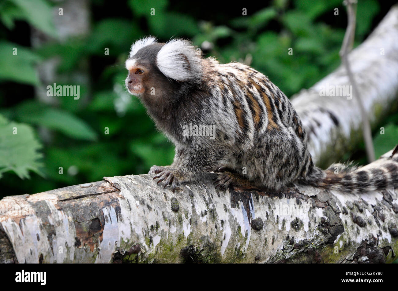 Weiße getuftet eared marmoset Stockfoto