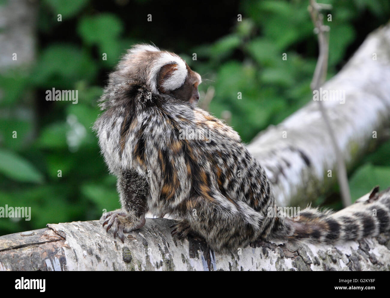 Weiße getuftet eared marmoset Stockfoto