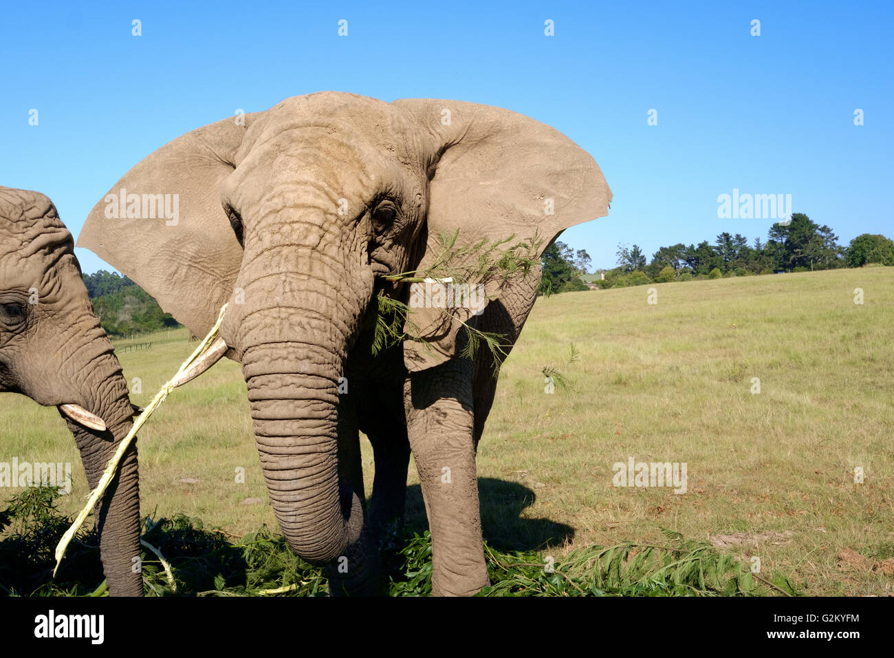 Afrikanischer Elefant Essen Filialen in Knysna, Südafrika Stockfoto