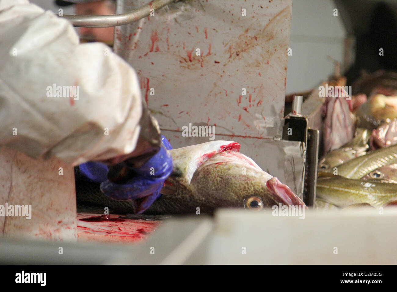 Verarbeitung von Fisch in der Fabrik in einem Fischkutter Stockfoto