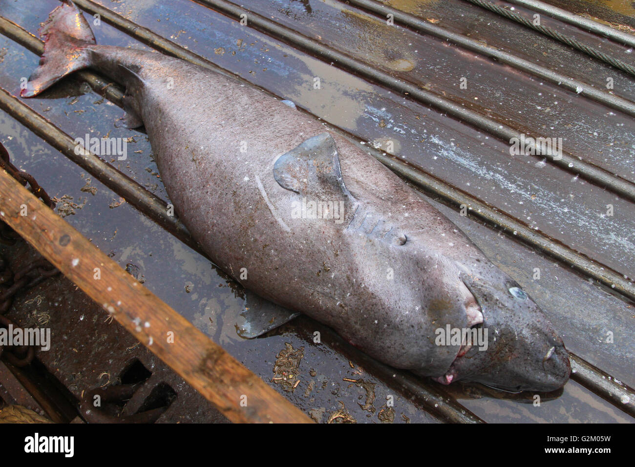 Toter Hai auf dem Deck der Fischkutter. Stockfoto