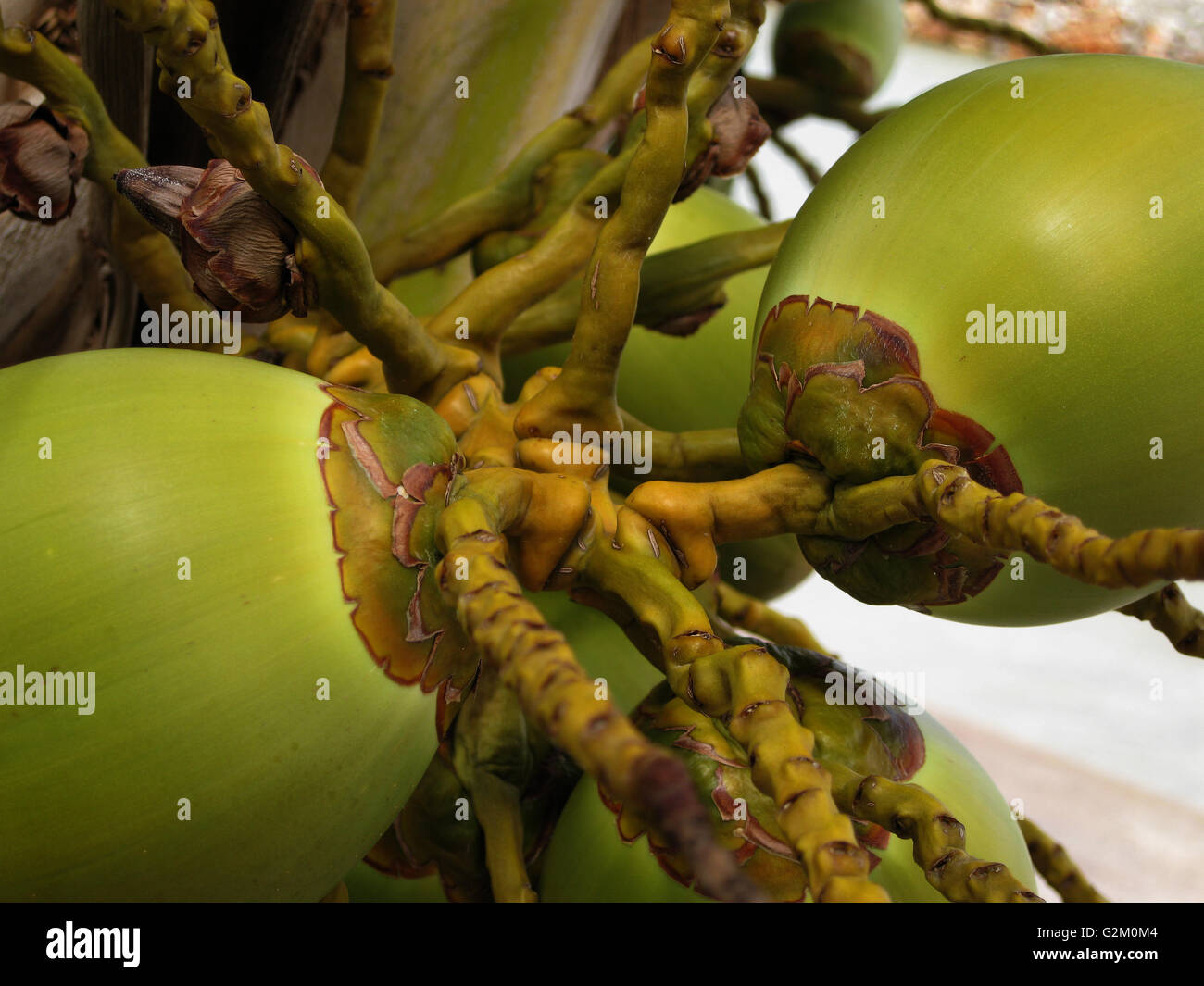 Kokosnuss auf Baum trinkreif Stockfoto