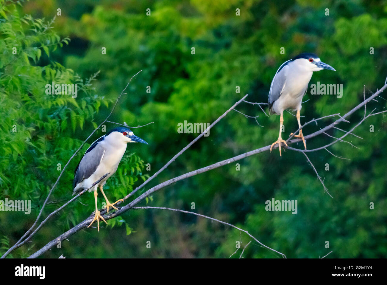 Schwarz gekrönt Nachtreiher sitzt in einem Baum. Stockfoto