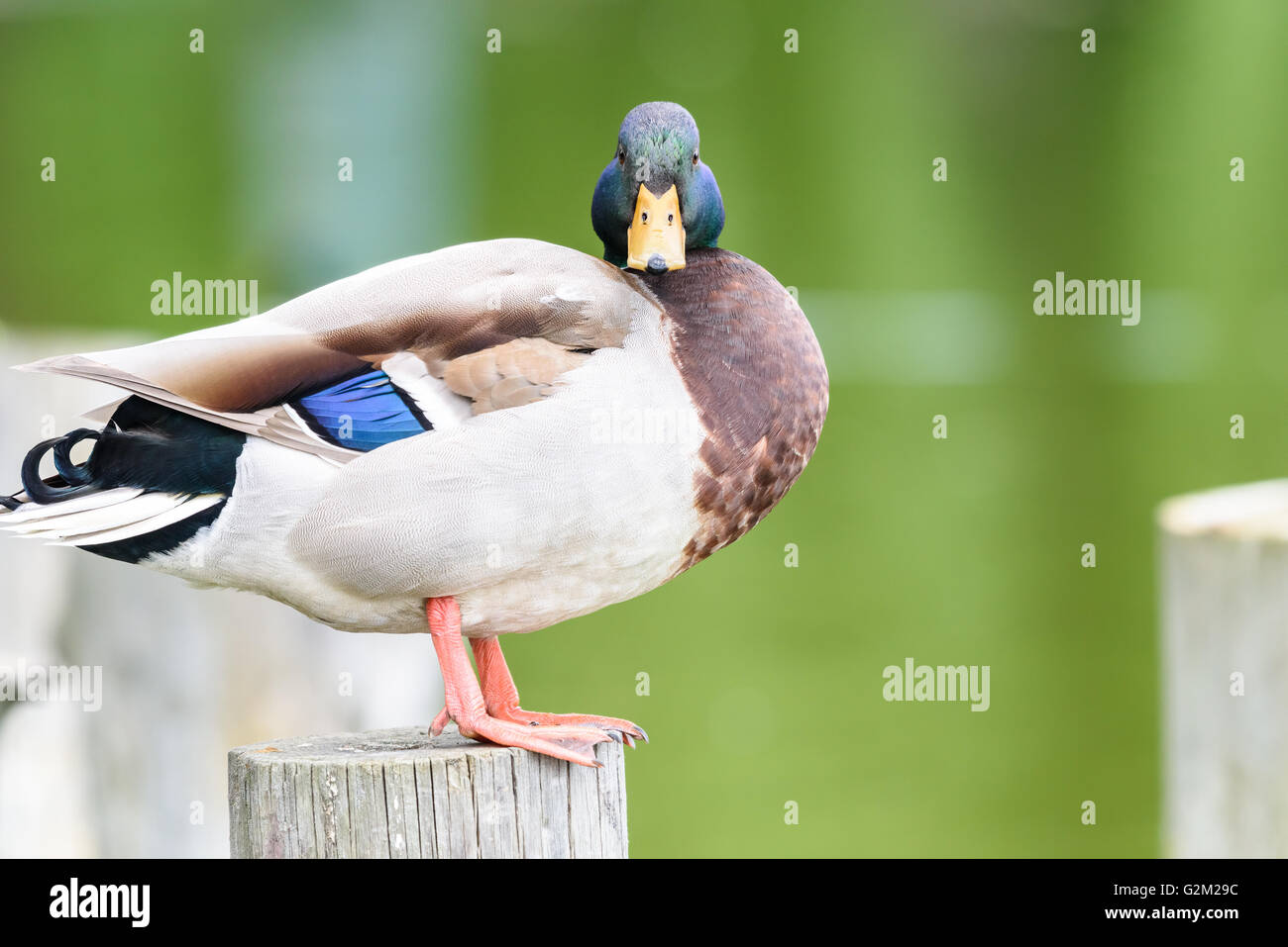 Wildente Portrait hautnah Stockfoto