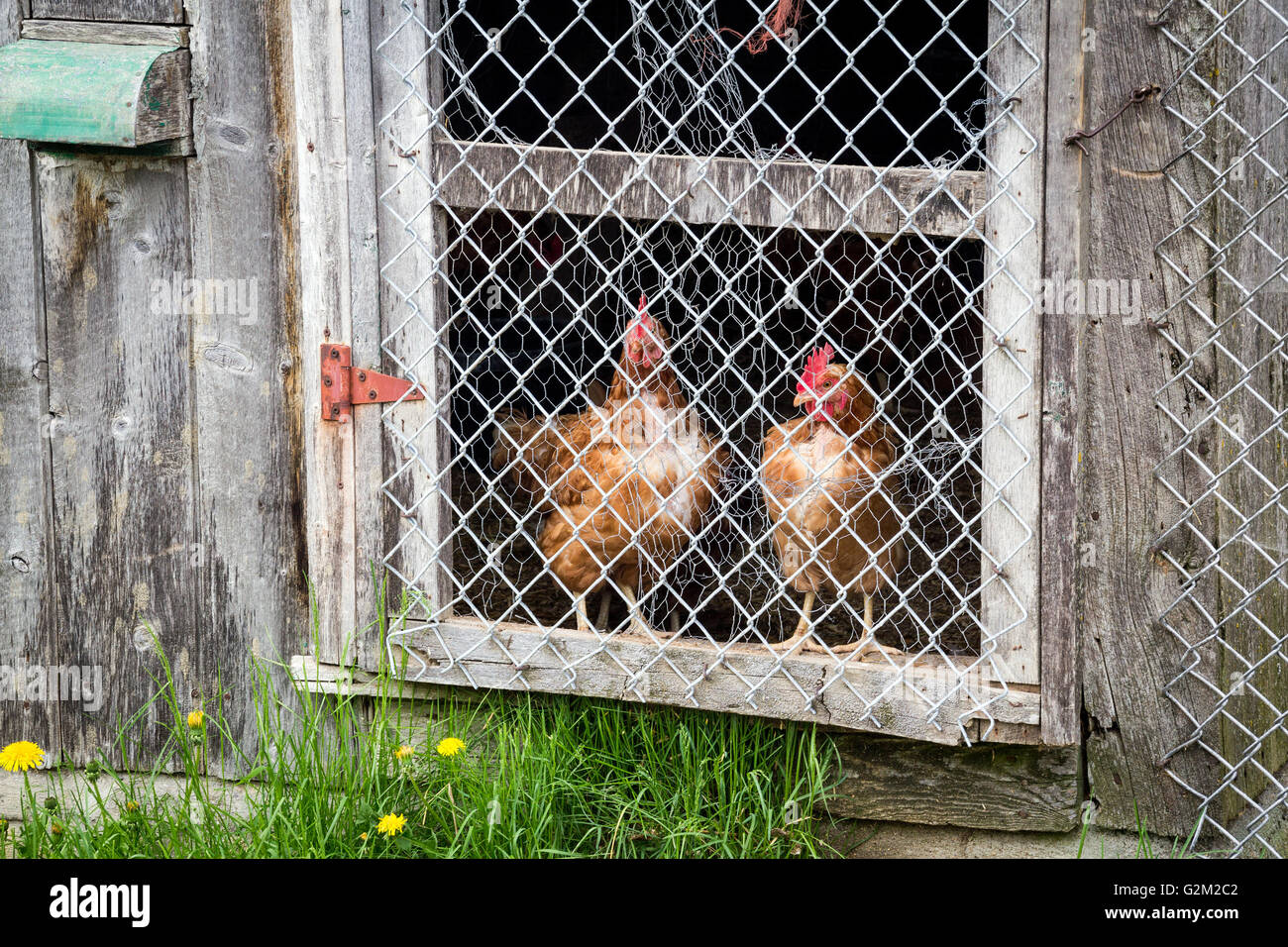 Braune Hennen beobachten im Hühnerstall Stockfoto