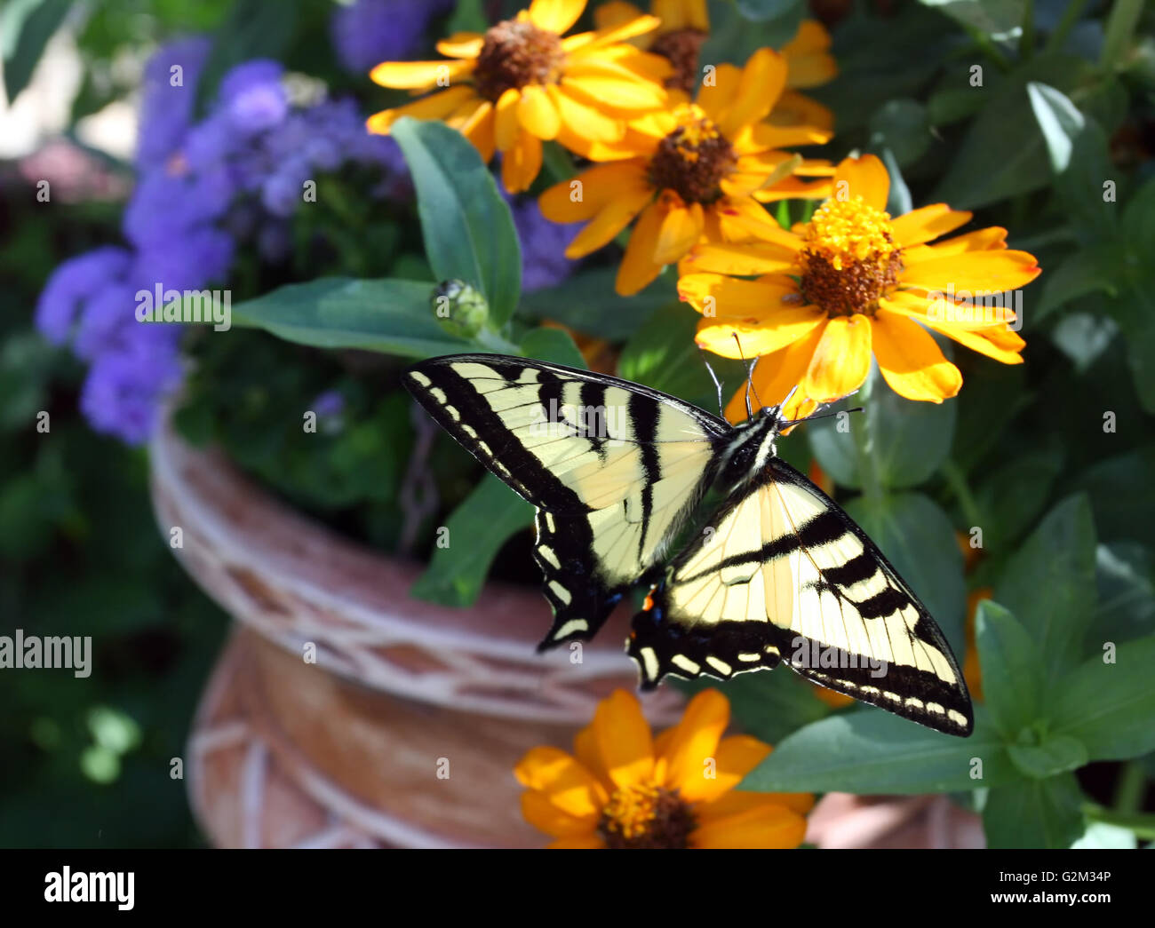 Schmetterling und Blumentopf. Schmetterling auf Blume Fütterung. Stockfoto