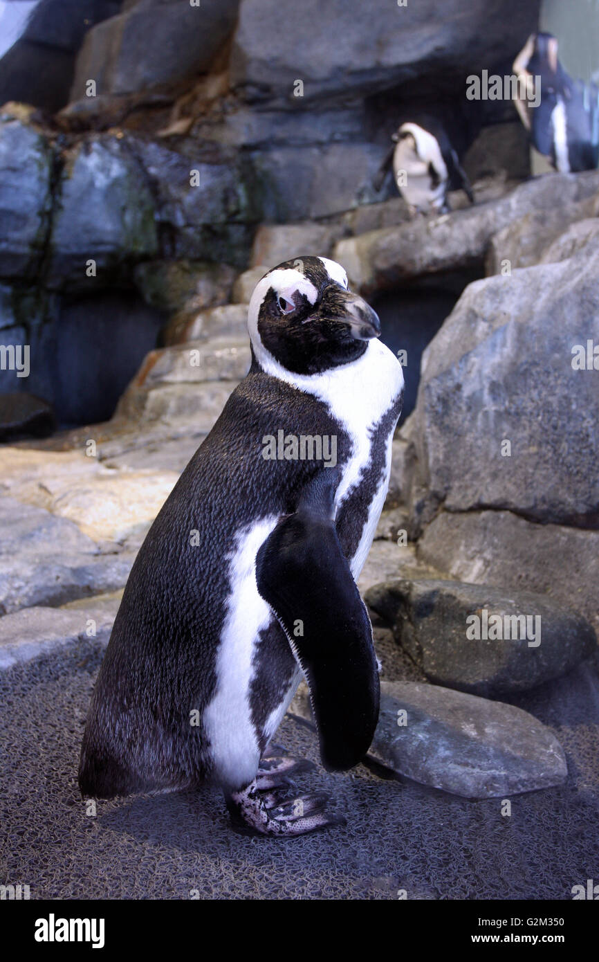 Pinguin neben Felsen mit ein paar seiner Freunde in den Hintergrund. Stockfoto