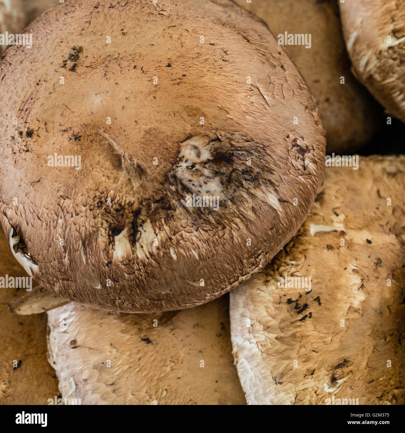 Frische Bio Portobelo Pilze auf dem Bauernmarkt Stockfoto