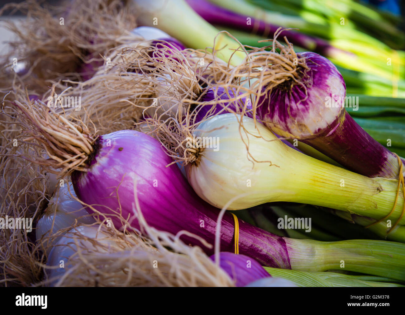 Rote und grüne Schalotte Zwiebel auf dem Bauernmarkt Stockfoto