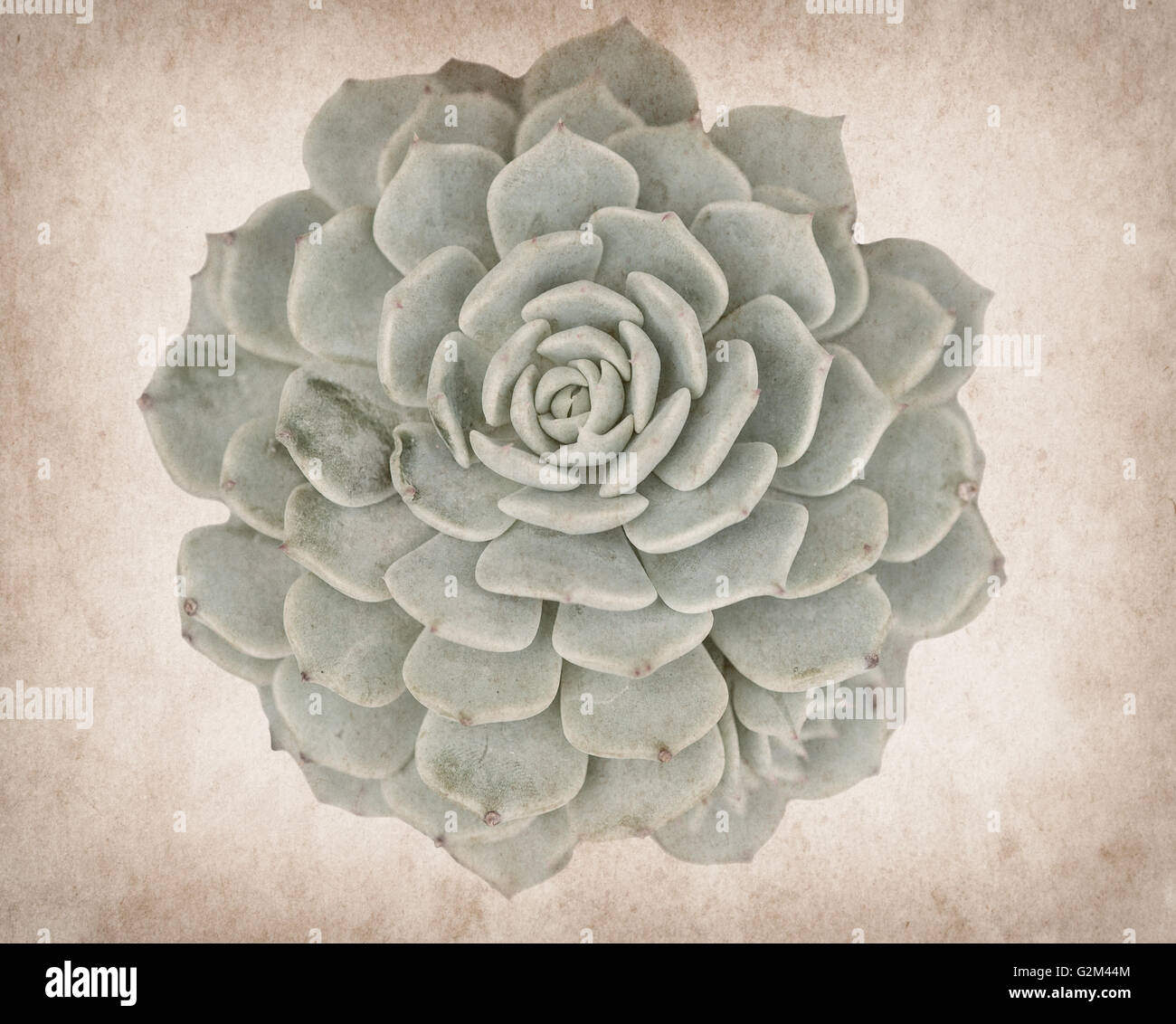 Blick auf einen Kaktus auf auf Papierhintergrund Stockfoto