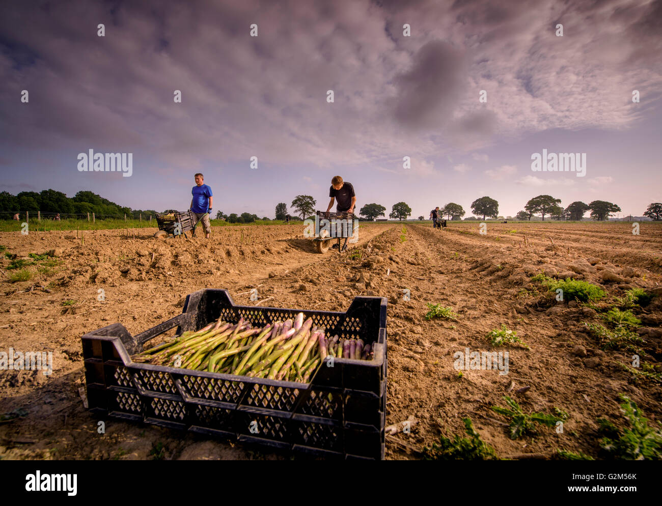 Frisch geschnittenen Spargel in South Brockwells Farm, wenig Horsted, in der Nähe von Uckfield, East Sussex, UK. Stockfoto