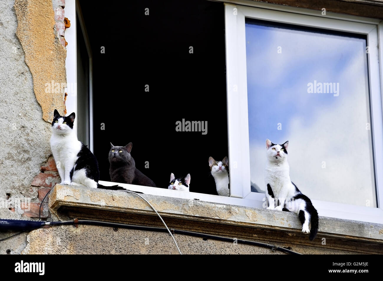 Fünf schöne Katzen Blick auf blauen Himmel von einem Fensterbrett Stockfoto