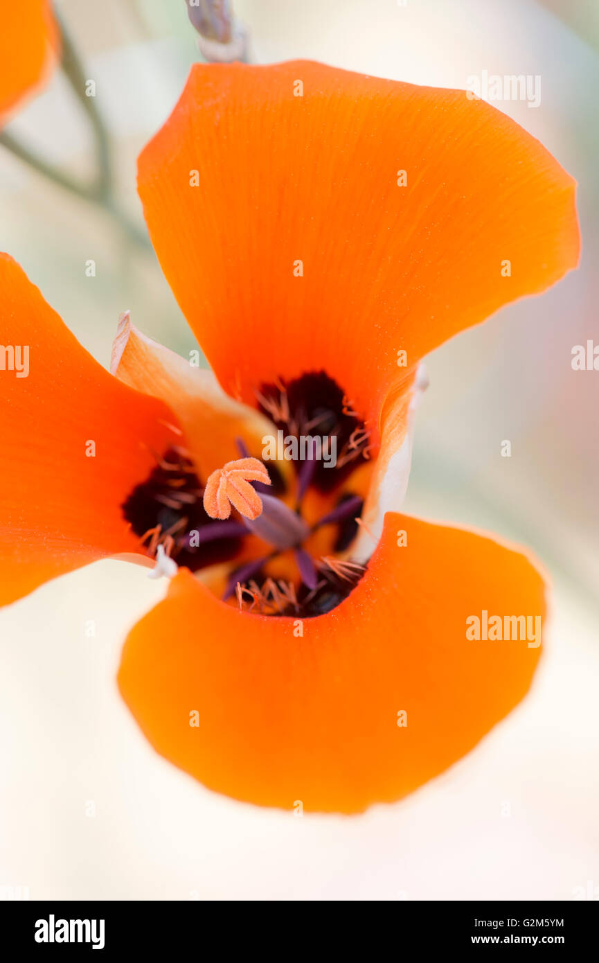 Calochortus Kennedyi. Wüste Mariposa lily Stockfoto