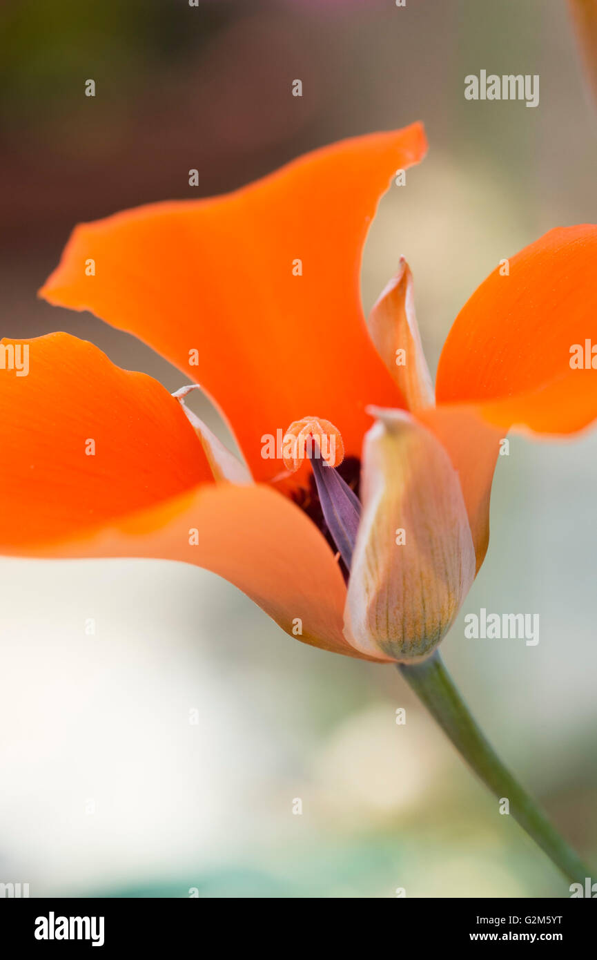 Calochortus Kennedyi. Wüste Mariposa lily Stockfoto