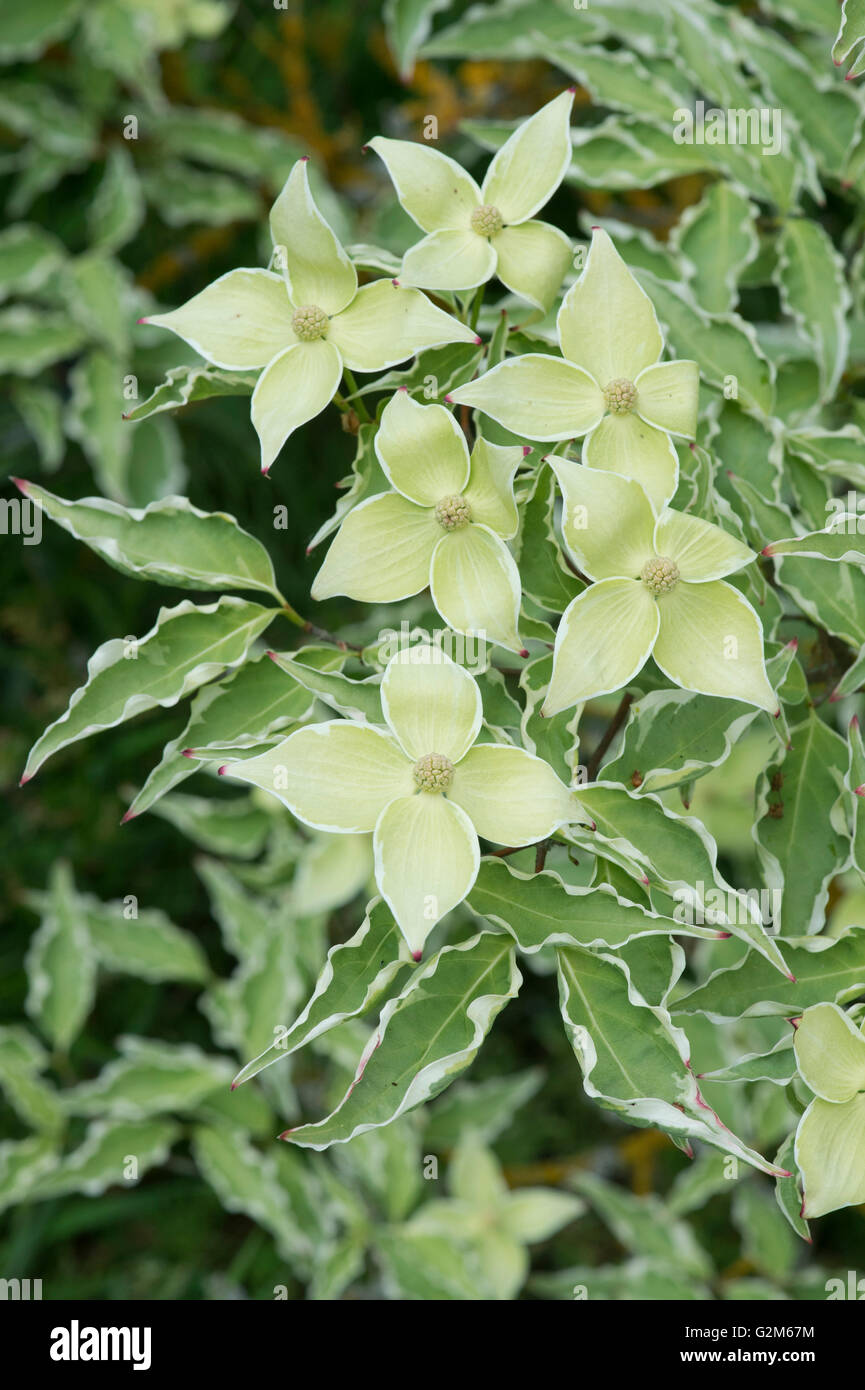 Cornus Kousa "Samariter". Samariter chinesischen Hartriegel Baum in Blüte Stockfoto