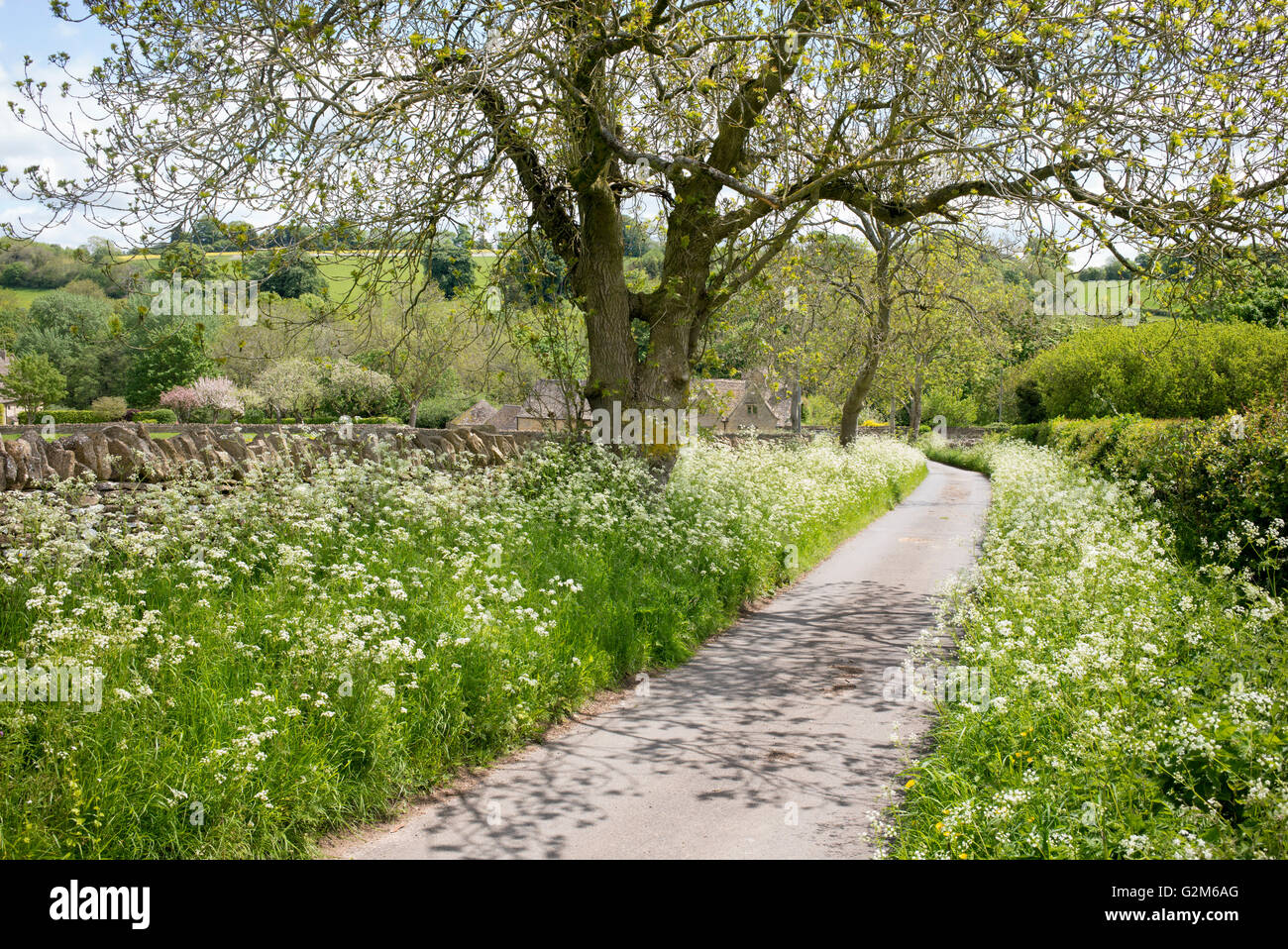 Kuh Petersilie entlang einer Landstraße in der englischen Landschaft. Cotswolds, England Stockfoto