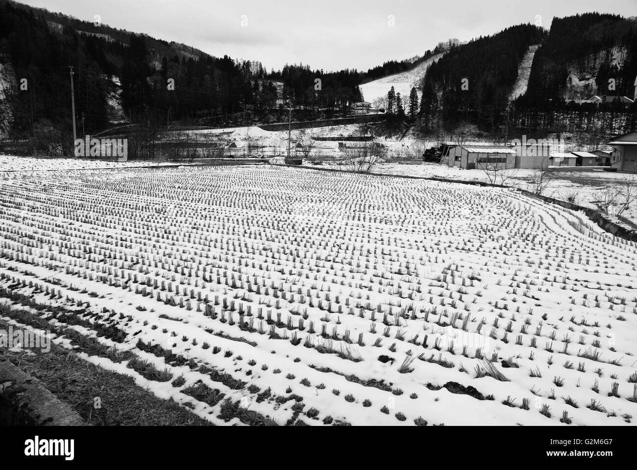 Reisfelder in den Schnee in Hakuba (Japan) Stockfoto