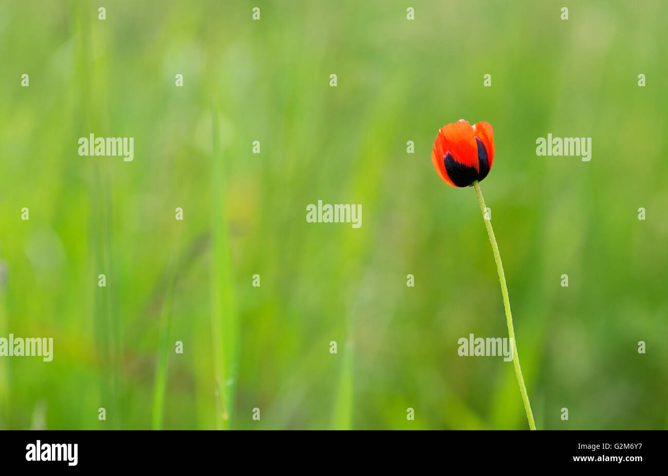 Nahaufnahme des einzigen Mohnblume im Bereich des Grases. Isoliert. Stockfoto