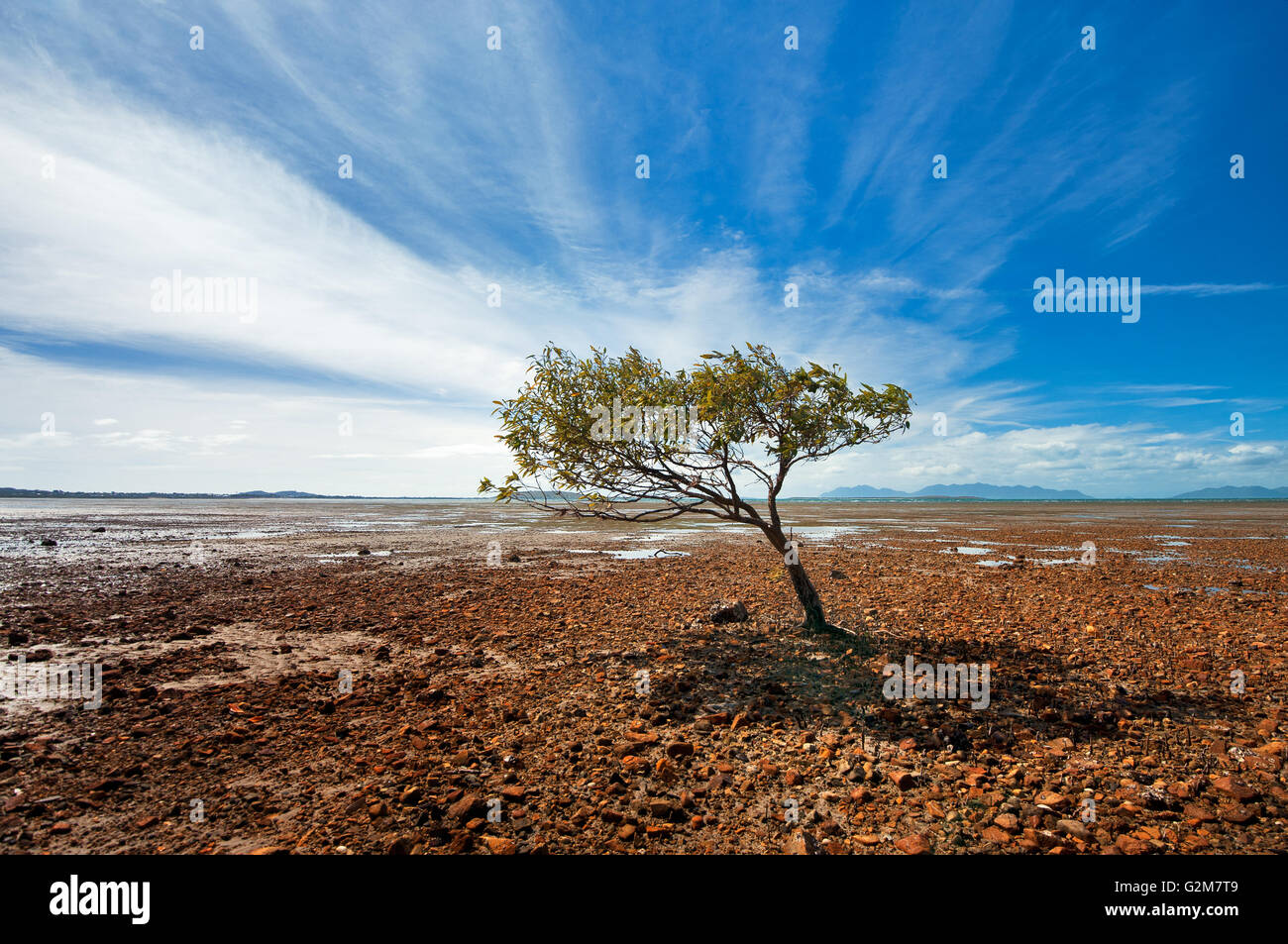 Ein einsamer Mangroven an der tropischen Küste von Queensland. Stockfoto