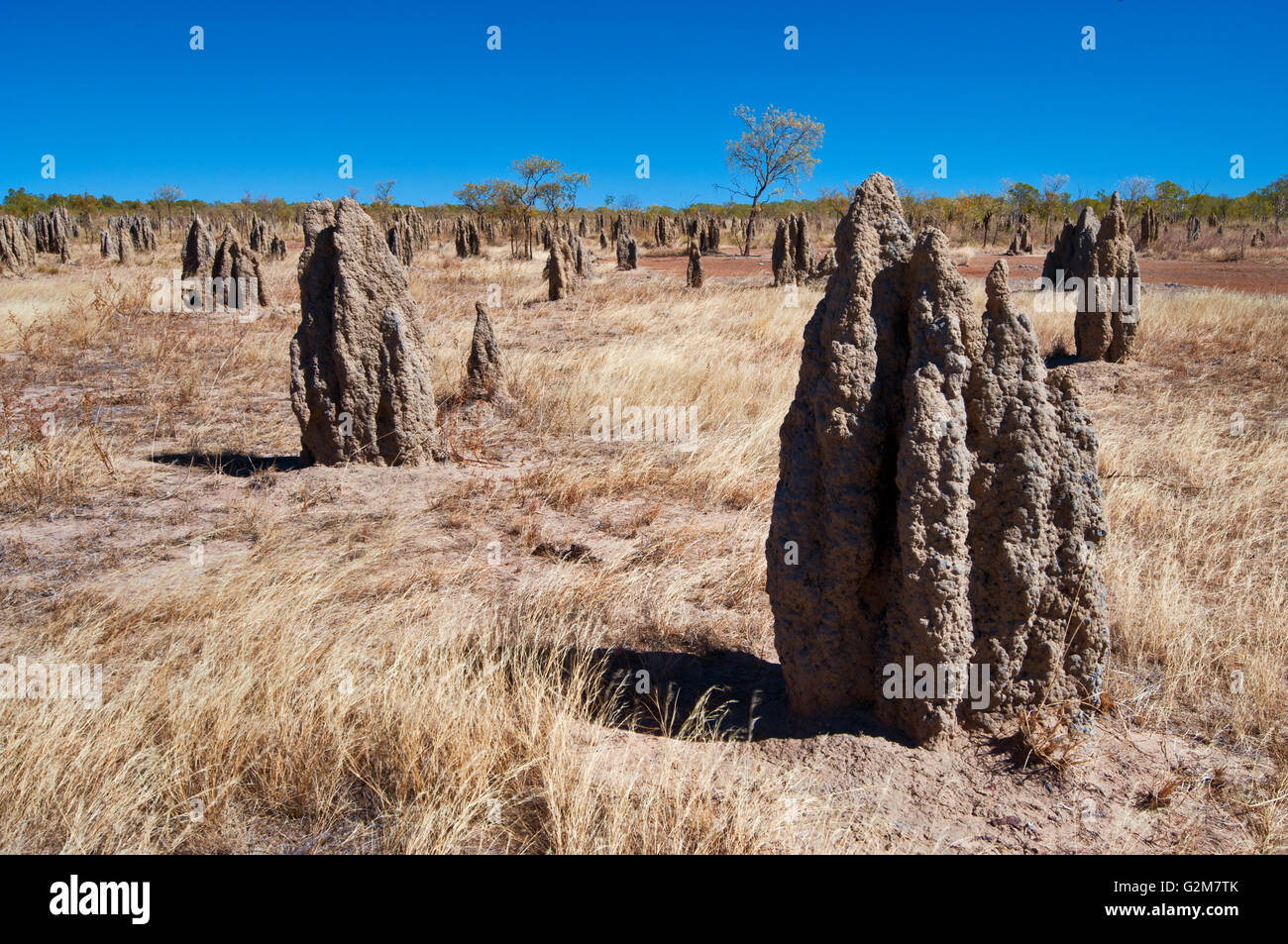 Termite Mounds neben dem Savannah Way im tropischen Norden Australiens. Stockfoto