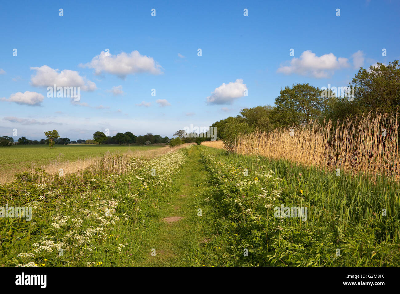 Ein englischer Kanal Leinpfad im Mai mit Wildblumen Bäumen und Weißdorn-Hecken neben landwirtschaftlichen Feldern bei bewölktem Himmel blau Stockfoto