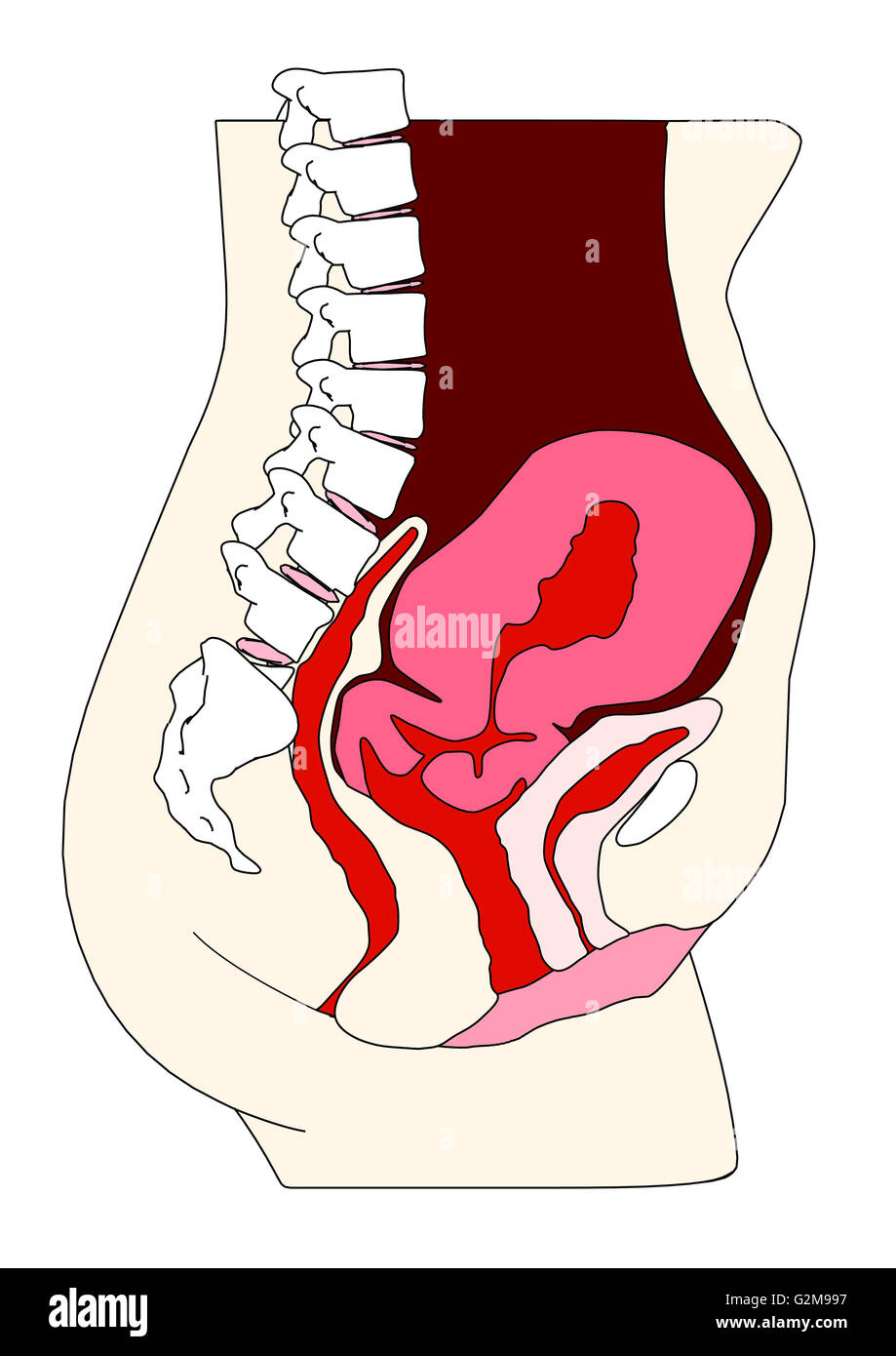 Querschnitt der Gebärmutter Stockfoto