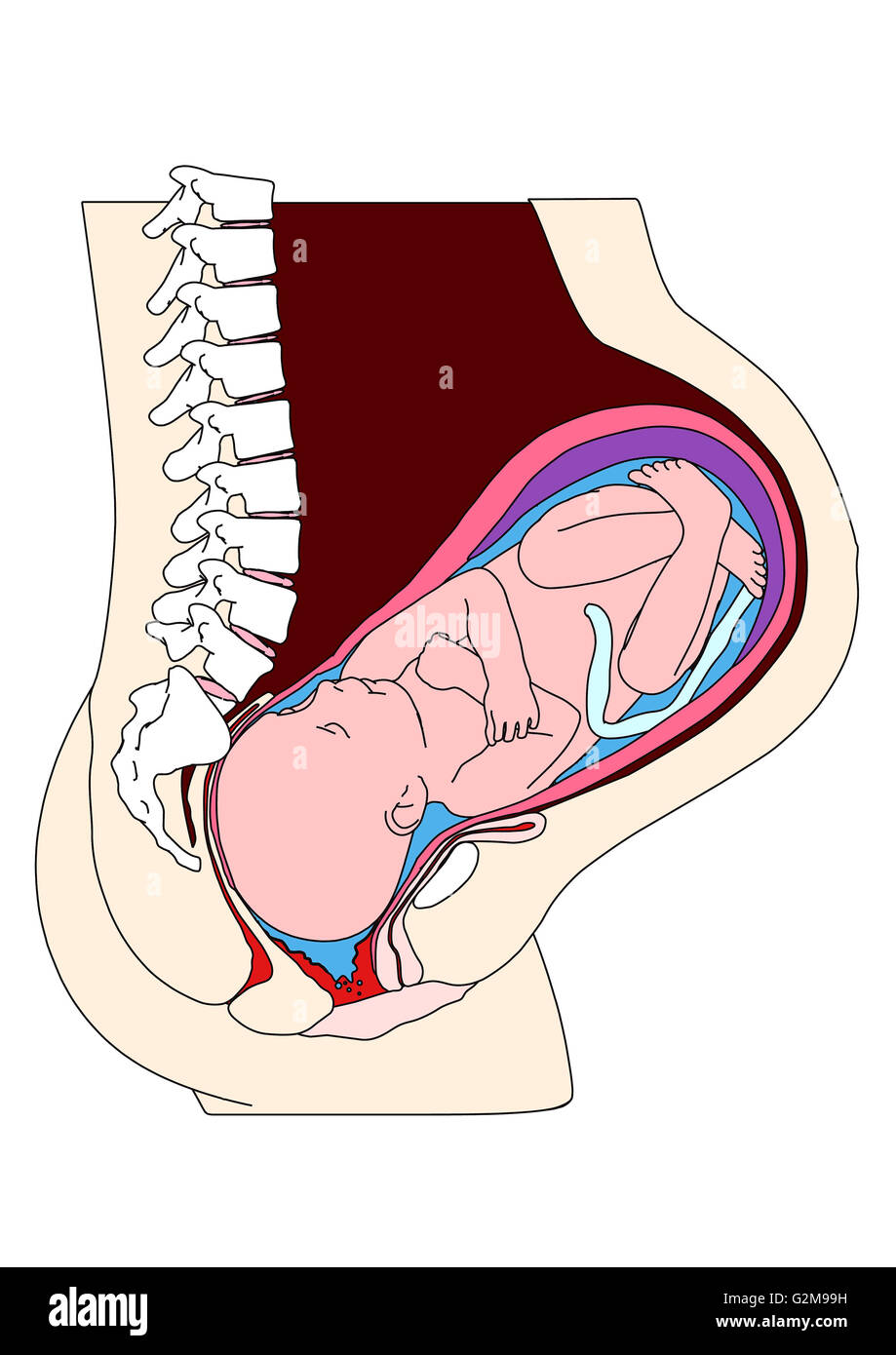 Querschnitt der Gebärmutter mit dem Fötus Stockfoto