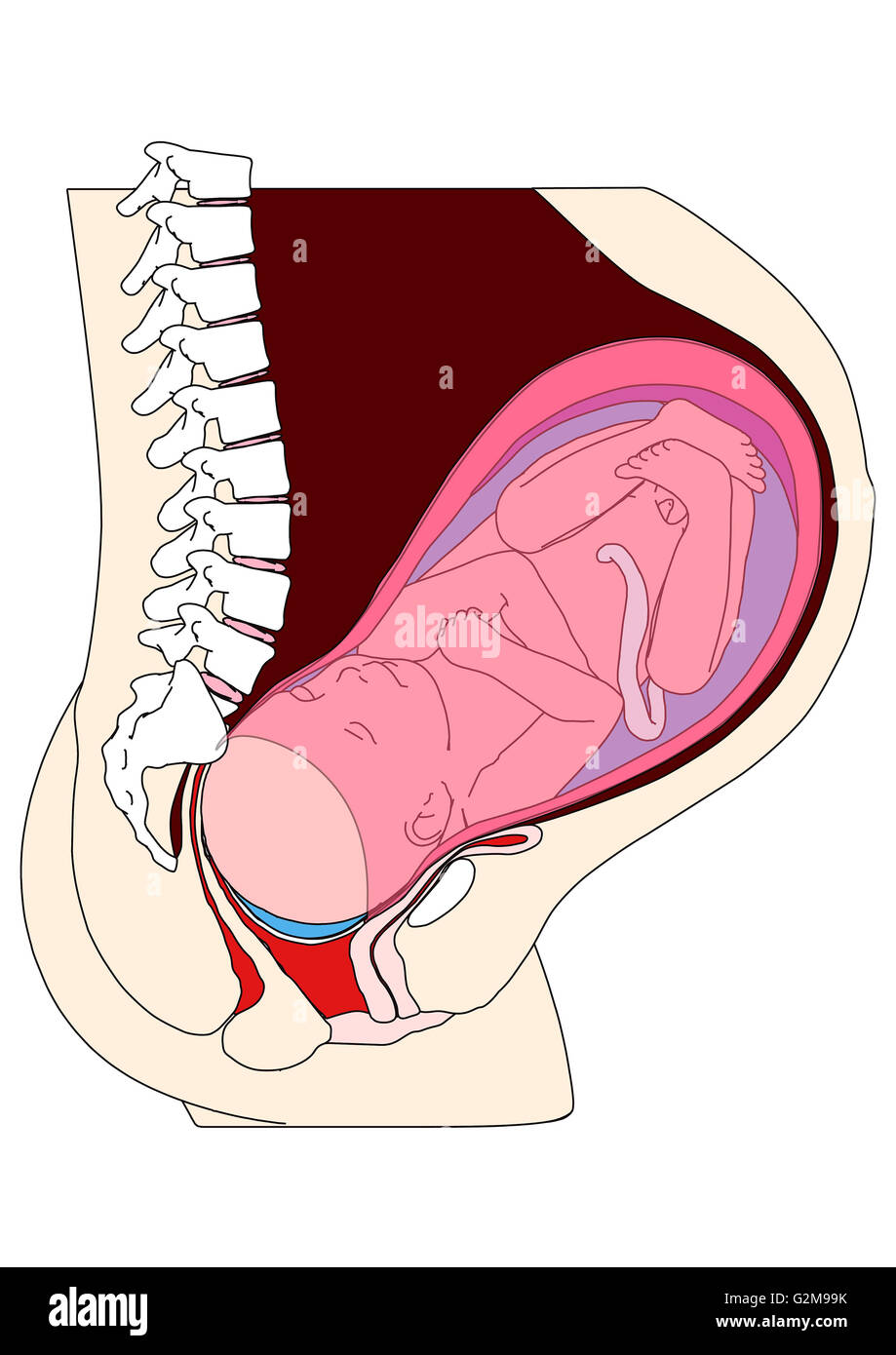 Querschnitt der Gebärmutter mit dem Fötus in Fruchtblase Stockfoto
