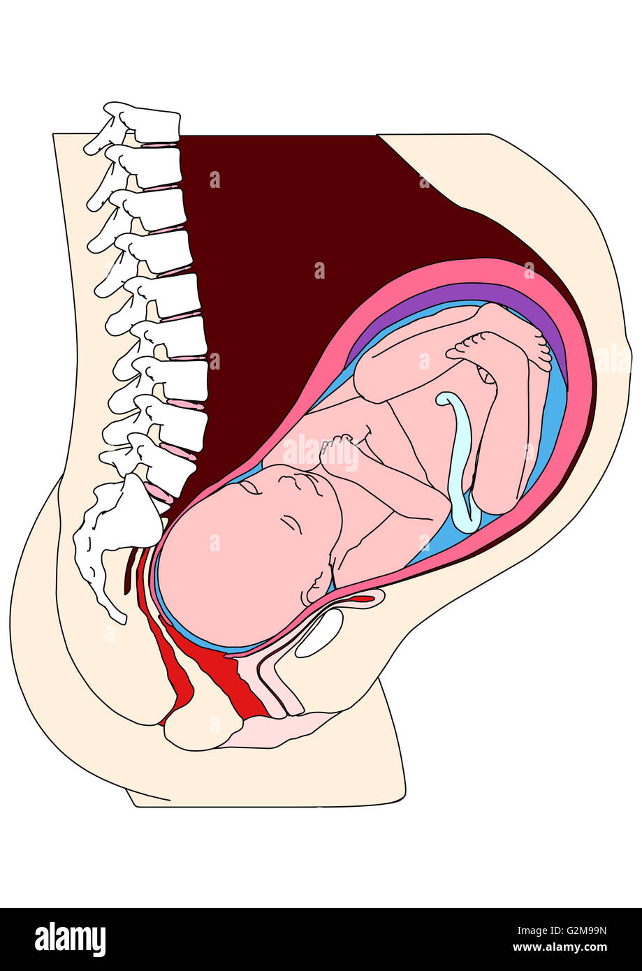 Querschnitt der Gebärmutter mit dem Fötus Stockfoto